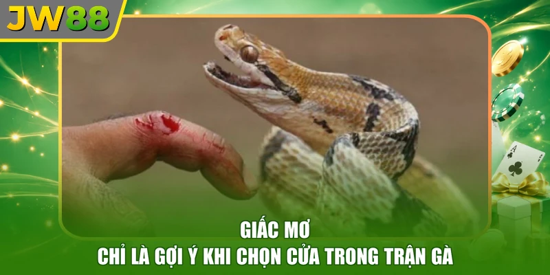 Giấc mơ chỉ là gợi ý khi chọn cửa trong trận gà